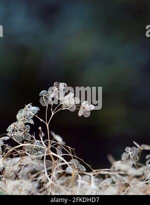 Zarte, abgestorbene getrocknete Hortensienblüten-Skelette. Herbst botanischen Hintergrund Stockfoto