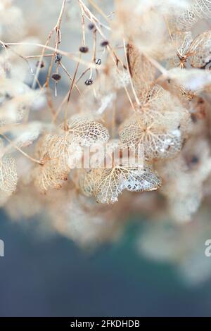 Lacy, romantische, zarte, getrocknete Hortensien-Skelette. Weicher natürlicher botanischer Hintergrund im Herbst Stockfoto