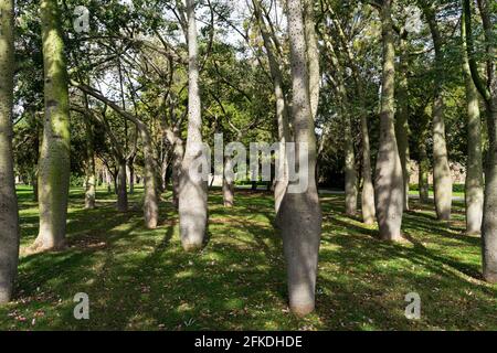 Ceiba Speciosa im Turia Garten. Valencia, Spanien Stockfoto