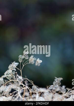 Zarte, abgestorbene getrocknete Hortensienblüten-Skelette. Herbst botanischen Hintergrund Stockfoto