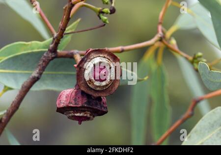 Große gerippte Gumminüsse der australischen Eingeborenen Kingsmill Mallee, Eucalyptus kingsmillii, Familie Myrtaceae. Endemisch in den Gebieten von WA Stockfoto