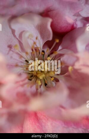 Rosa Kirschblüte Blüte Nahaufnahme Hintergrund Prunus serrulata Familie rosaceae Moderne botanische Großformatdrucke Stockfoto