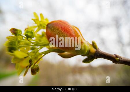 Norway Maple Tree Knospen, (Acer platanoides Bud), Emerging Flowers Stockfoto