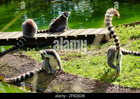 Wunderschöne Aussicht auf eine Gruppe von Ringschwanz-Lemuren, die sich hier entspannen Der Zoo Stockfoto