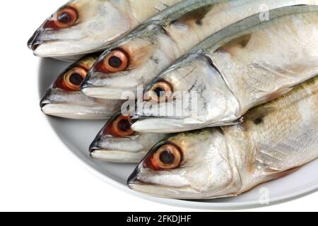 Ein Gericht mit frischem, kurzmundigen Makrelen, isoliert auf Weiß Stockfoto