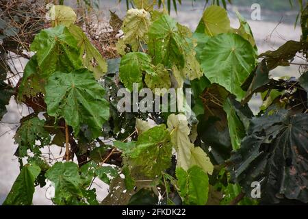 Grüne Blätter mit Löchern, die von Schädlingen, Insekten und Würmern gefressen werden. Im Garten Stockfoto