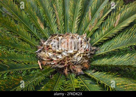 Cycas revoluta ist eine Vielzahl von Sagopalmen, ist ein immergrüner Baum. Stockfoto