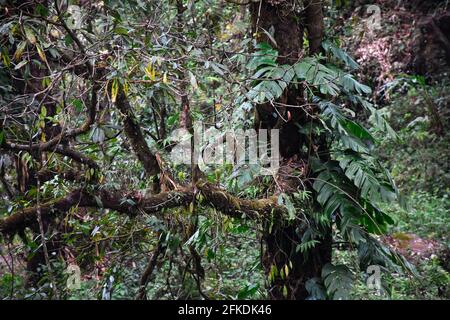 Baum bedeckt mit Monstera, allgemein bekannt als Schweizer Käsepflanze, und Moos . Stockfoto