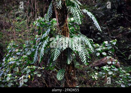 Monstera, allgemein bekannt als Schweizer Käsepflanze. Eine parasitäre Pflanze, die von Bäumen im himalaya-Wald hängt. Stockfoto