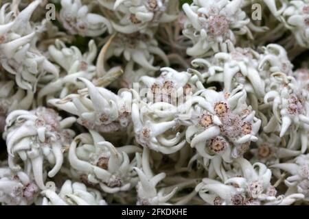 Getrocknete Bergblüte - die Zierpflanze (Leontopodium alpinum) in Österreich Stockfoto