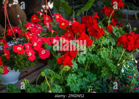 Petunia Blumen blühen, Petunia Blüte, Petunia Blumen im Garten.Nahaufnahme eines Blumenbeds mit bunten Petunien. Stockfoto