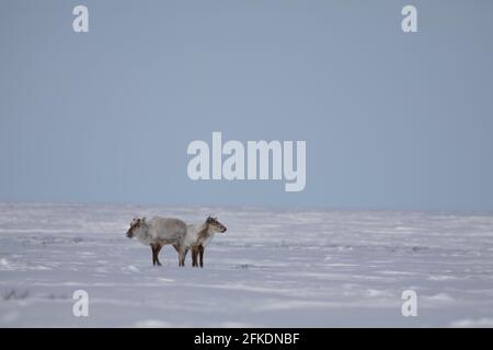 Zwei karge Karibus, rangifer tarandus groenlandicus, stehen im späten Frühjahr im Schnee in der Nähe von Arviat, Nunavut Stockfoto