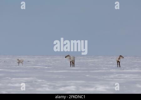 Zwei Erwachsene und ein junger karger Karibu wurden im späten Frühlingsschnee in der Nähe von Arviat Nunavut gefunden Stockfoto