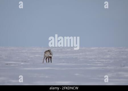 Eine einsame karge Karibu, rangifer tarandus groenlandicus, die im späten Frühjahr in der Nähe von Arviat, Nunavut, im Schnee steht Stockfoto