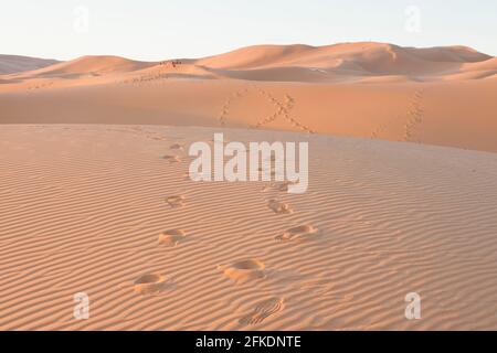 Erg Chebbi Dünen in der Sahara Wüste, Marokko, sonnenbeschienene bei Sonnenaufgang Stockfoto