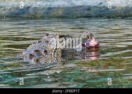 Nahaufnahme eines Alligators, der im See lauert Stockfoto