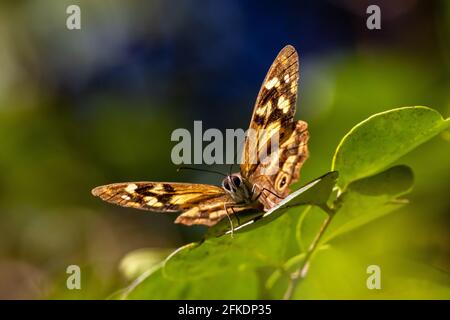 Kleiner brauner Schmetterling, der auf grünem Blatt ruht Stockfoto