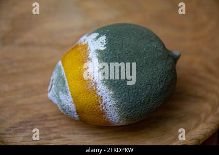 Nahaufnahme von grünen schimmeligen Zitronenfrüchten auf Holzhintergrund. Beschädigte Lebensmittel. Verfaulende Zitrusfrüchte zersetzen Stockfoto