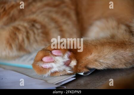 Nahaufnahme einer flauschigen Pfote einer rot gestromten Katze mit niedlichen rosa Zehenpads und langem weißen Fell dazwischen. Ingwer-Katze schläft Stockfoto