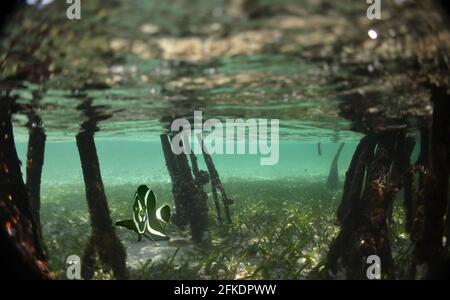 Blick auf einen maurischen Idol Meeresfisch unter Wasser (Zanclus cornutus) Stockfoto