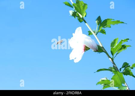 Die Biene landet auf einer weißen Hibiskusblüte. Hochwertige Fotos Stockfoto