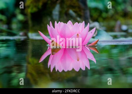 Eine rosa Seerose, die auf der Wasseroberfläche eines Teiches schwimmt und ihre eigene Spiegelung darunter hat. Hochwertige Fotos Stockfoto