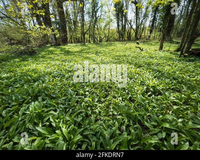 Bärlauch wächst auf einem Waldboden im frühen Frühjahr In Irland Stockfoto