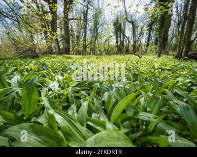 Bärlauch wächst auf einem Waldboden im frühen Frühjahr In Irland Stockfoto