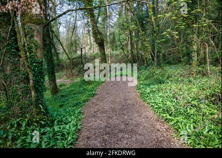Ein Pfad in einem irischen Wald, der mit wildem Knoblauch gesäumt ist Im Frühjahr Stockfoto