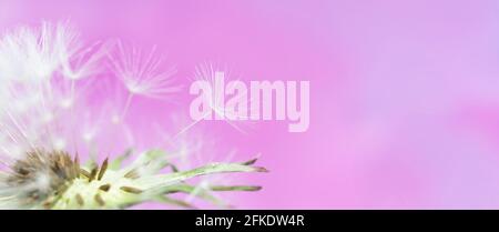 Pappus eines Dandelionsamen mit unscharfem blaurosa Hintergrund. Stockfoto
