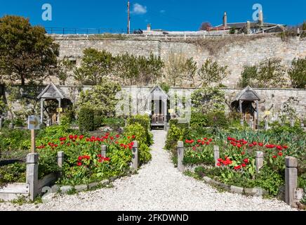 Blick auf den hinteren Garten des Culross Palace in NTS Town The Royal Burgh of Culross in Fife Scotland mit April Blüht Tulpen in voller Blüte Stockfoto