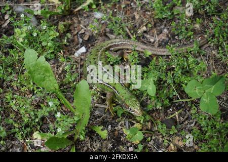 Nahaufnahme eines bunten Geckos, der sich im Gras versteckt Stockfoto