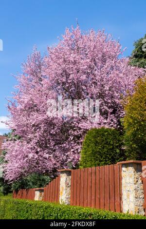 Prunus cerasifera Nigra Baum Stockfoto