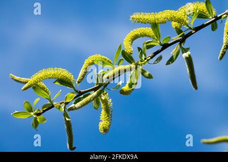 Riss Weidenkatkins Salix fragilis Aments Against Blue Sky Spring Blooming Branch spröde Weide blüht Yellow Twig blüht Salix Springtime Plant Stockfoto