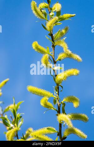 Frühlingskätzchen auf Twig Crack Weide Salix fragilis Weidenzweig Frühlingsgelbe Pollen Aments Blooming Branch Salix Catkins blüht im April Stockfoto