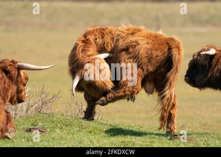 Schottische Highlander mit großen Hörnern stehen im Gras im Sonnenlicht. Ein Bulle juckt mit seinem Schnabel auf einem Hinterbein. Zwei Kühe betrachten dies aus Stockfoto