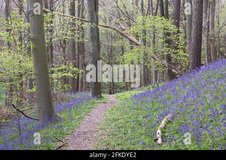 Ein Buchenholz voller leuchtend blauer Bluebell blüht im Frühling in Northumberland, Nordostengland Stockfoto