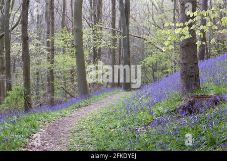 Ein Buchenholz voller leuchtend blauer Bluebell blüht im Frühling in Northumberland, Nordostengland Stockfoto