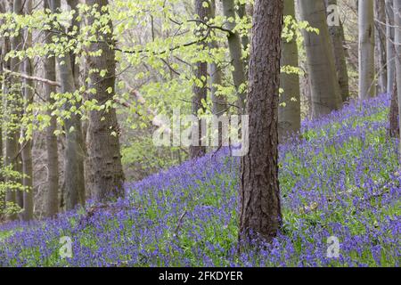 Ein Buchenholz voller leuchtend blauer Bluebell blüht im Frühling in Northumberland, Nordostengland Stockfoto