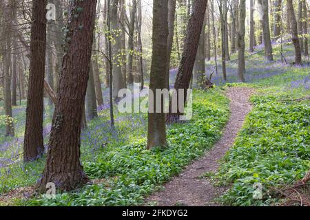 Ein Buchenholz voller leuchtend blauer Bluebell blüht im Frühling in Northumberland, Nordostengland Stockfoto