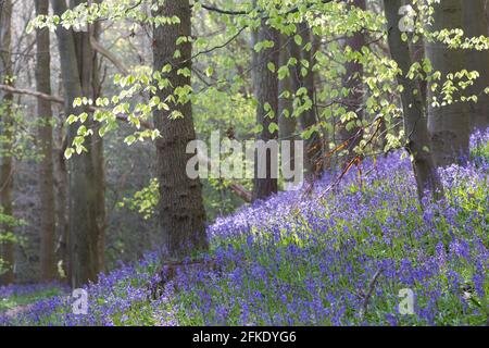 Ein Buchenholz voller leuchtend blauer Bluebell blüht im Frühling in Northumberland, Nordostengland Stockfoto