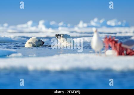 Zwei Eisbären mit abgetöteten Robben. Weißbär füttert auf Drift-Eis mit Schnee, Manitoba, Kanada. Blutige Natur mit großen Tieren. Gefährliche baer mit Auto Stockfoto