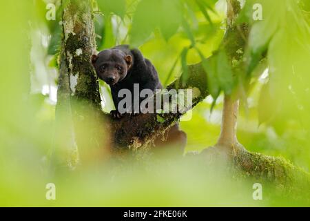 Tayra, Eira barbara, Allesfresser aus der Wieselfamilie. Tayra versteckt im tropischen Wald, sitzt auf dem grünen Baum. Wildtierszene aus der Natur, C Stockfoto