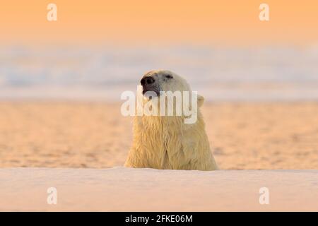 Eisbär schwimmend im Wasser. Weiße Tiere in der Natur Lebensraum, Svalbard, Norwegen. Abenduntergang, arktische Tierwelt. Lustige Natur Bild . Porträt von Stockfoto
