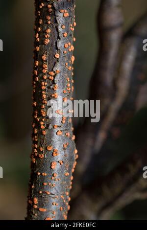 Korallen-Fleck-Pilz in einem toten Ast - Orangenfrucht Körper des Korallenflecks (Nectria cinnabarina) Wachsen in ihren Hunderten hauptsächlich auf kleinen toten Zweigen Stockfoto