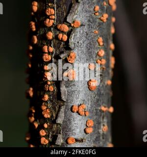 Korallen-Fleck-Pilz in einem toten Ast - Orangenfrucht Körper des Korallenflecks (Nectria cinnabarina) Wachsen in ihren Hunderten hauptsächlich auf kleinen toten Zweigen Stockfoto