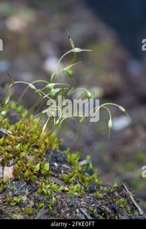 Moos in Nahaufnahme auf dem Boden Stockfoto