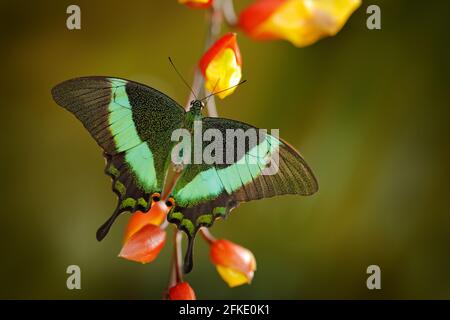 Papilio palinurus, Grüner Schwalbenschwanzschmetterling. Insekt in der Natur Lebensraum, sitzt in den grünen Blättern, Indonesien, Asien. Wildlife Szene aus grün Stockfoto