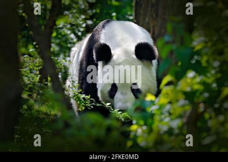 Panda in grüner Waldvegetation. Wildlife-Szene aus China Natur. Porträt des Großen Pandas, der sich im Wald am Bambusbaum ernährt. Süß schwarz und weiß sein Stockfoto