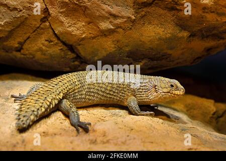 Gidgee-Stachelschwanzskink, Egernia stokesii, endemisch in Australien. Fette Eidechse im Felsenhabitat, Reptil aus der Natur. Skink mit langem Schwanz auf der st Stockfoto